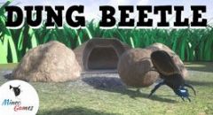 Cover Dung Beetle